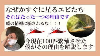 【エビが何故かすぐ死んでしまう】ミナミヌマエビの飼育で失敗する人。その理由はたった一つで簡単な話です。嘘の情報に騙されるな！現在、100匹以上繁殖させている僕が詳しく解説します。