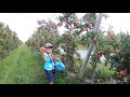 Apple Picking in USA- FULL VIDEO -  #MINARD'S FAMILY FARM - NewYork -We added Many little fun things