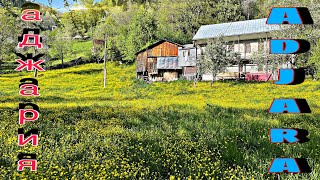 батуми аджария природа расцвела ожила|Batumi georgia nature blossomed came to life | גאורגיה|აჭარა