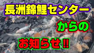 【汚池再生計画】熊本県長洲町『長洲錦鯉センター』さんから、お知らせが・・・＃koipond#koi#長洲町＃長洲金魚祭り