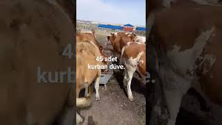 kars merkez de sahibinden satılık uygun 45 adet kurbanlık düve 0535 436 06 39.