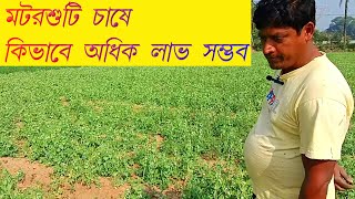 মটরশুটি চাষের আধুনিক কৌশল | সহজ ও প্রযুক্তিমুলক চাষ পদ্ধতি | ডিজিটাল কৃষি