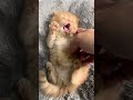 A Month Old Kitten Loves Surprising his Furmom