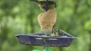 les passereaux du jardin à la mangeoire