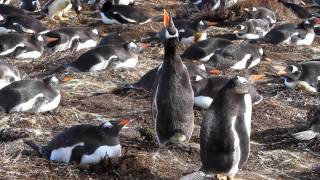 Gentoo Penguin Trumpeting