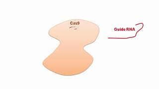 Express Video of the Week: CRISPR/CAS9