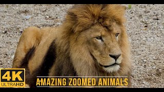 Scenic - Amazing Zoomed Animals in 4K