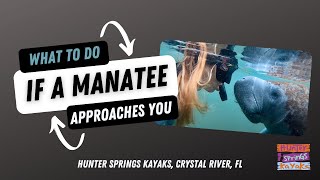 What to do if a manatee approaches you!