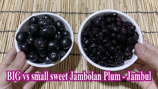 Big vs Small Sweet Jambolan Plum - Jambul - Syzygium jambos - Natural Fruit