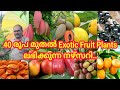 40 രൂപ മുതൽ Exotic Fruit Plants ലഭിക്കുന്ന നഴ്സറി /#fruit #fruitplantnursery