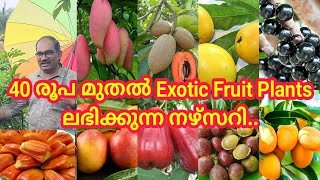 40 രൂപ മുതൽ Exotic Fruit Plants ലഭിക്കുന്ന നഴ്സറി /#fruit #fruitplantnursery