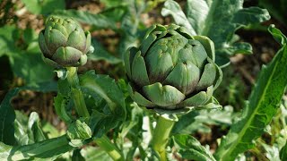 Market Gardening in July