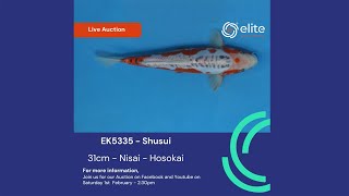 Exceptional Shusui Unveiled! | 31cm Nisai from Hosokai | Live Auction Highlight