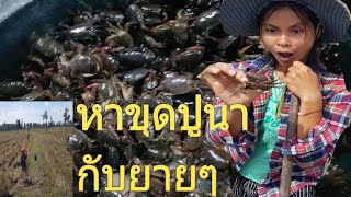 #ปูนา วิถีหาปูนา หาขุดปู มันๆ กับยายๆ ในทุ่งนา(field crab)