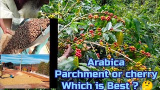 Arabica coffee cost comparison between parchment \u0026 cherry | ಅರೇಬಿಕ ಯಾವ ಕಾಫಿಯಲ್ಲಿ ಹೆಚ್ಚಿನ ಲಾಭ