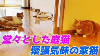 堂々と家の中で過ごす庭子猫達と何故か緊張気味の末っ子猫…♡［三毛母猫の子猫といきる君］