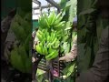 fruit farming bananacat export savda solapur tembhurni loading iranexport