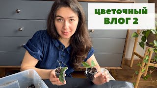 ЦВЕТОЧНЫЙ ВЛОГ 2 / Хойи: укоренение, мой грунт и пересадка