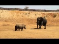 Rhino with calf faces off with an elephant