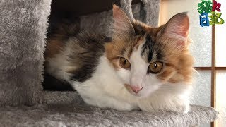 キャットタワーの家から香箱座り　三毛猫(ミロンちゃん)