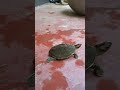 সবচেয়ে ছোট কচ্ছপ my mini tortoise