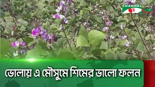 ভোলায় এ মৌসুমে শিমের ভালো ফলন