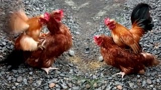 the funniest moments of the little rooster \u0026 the big hen 🐓🐣 part 59