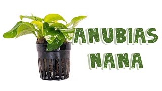 Anubias Nana - Care Guide - Hardy Aquarium Plant