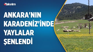 Ankara'nın Karadeniz'inde yaylalar şenlendi