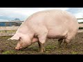 vitamin c why it makes pigs grow really fast