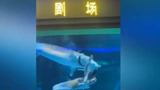 Giant fish attacks mermaid performer at Chinese aquarium/mermaid performer