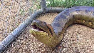 Anaconda Enters Chicken home/ANIMALS PLANET