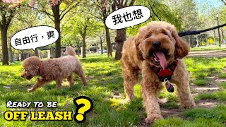 狗狗何時不用牽著走?  必須符合以下五個關鍵要素 Dog Off Leash