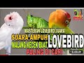 Suara Walang Kecek Cocok Buat Masteran Lovebird Juara