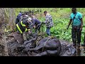 40 people save pair of horses stuck in deep mud in grueling 5 hour rescue through connecticut woods