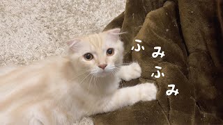 子猫のすりすりとふみふみを眺めるだけの動画【スコティッシュフォールド】 #23