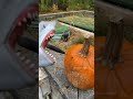 SHARK PUPPET PICKS PUMPKIN!!!!!