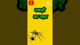 मकड़ी के जहर का इलाज। makadi ke jahar ka ilaj।spider poison treatment। #youtubeshorts @Fitkaya