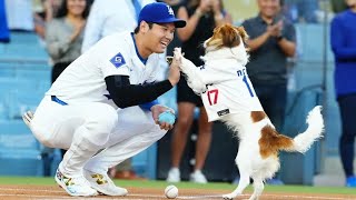 デコピン　Wikipediaに登場「大谷翔平が飼っている犬」ファンも反応「(犬)にわろたwww」