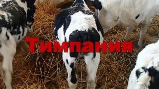 Тимпания рубца у телят. Bloating rumen in calves.