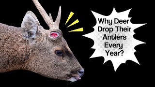 The Shocking Truth About Deer Antlers: They Fall Off Every Year!