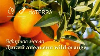 DoTERRA Дикий апельсин Wild orange