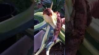 Snout nose agave weevil experiment at Jeanne Meadows