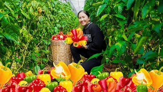 Harvesting Bell Pepper \u0026 Go to the market sell -Vietnamese Harvesting