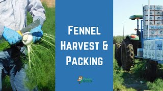 How Fennel is Harvested and Packed in California