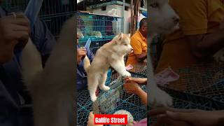 Best dog Pat Market Kolkata 🔥 /lowest price puppy dog/Gallif Street dogs