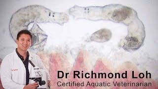 How to diagnose and treat a gill fluke infection in a goldfish pond with fish Vet Dr Loh