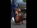 A Porsche pooch showdown. #Shorts