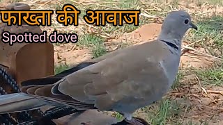 Fakhta ki awaaz , dove sounds