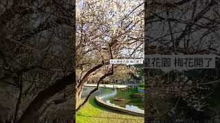 [賞花]台北榮星花園,梅花開了!20230113